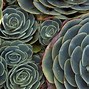 Image result for Abstract Nature Poster