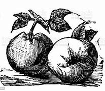 Image result for Old Apple Varieties