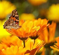 Image result for Pale Yellow Butterfly