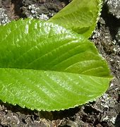 Image result for What Shape Is a Apple Leaf