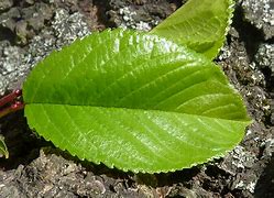 Image result for Small Apple Tree Leaves