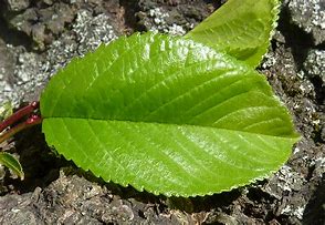 Image result for Downloadable Images of Apple Tree Leaves