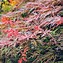 Acer palmatum Orangeola に対する画像結果