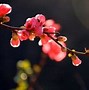 Image result for Purple Crab Apple