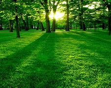 Image result for Green Background Full Screen