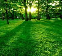 Image result for Green Background for Laptop