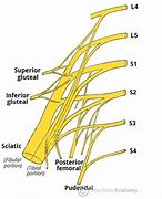 Image result for Sacral Plexus Anatomy