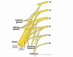 Image result for Sacral Nerves Diagram