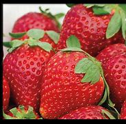 Image result for Different Types of Strawberries