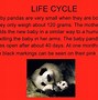 Image result for Panda Traits