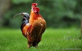 Image result for photo coq