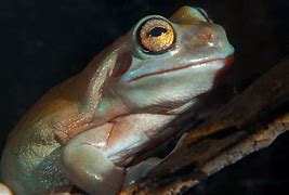 Image result for Fat Frog Monster
