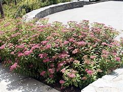 Image result for Spiraea japonica Darts Red