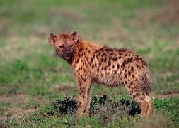 Image result for hyenas 