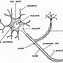 Image result for Central Nervous System