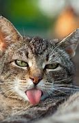 Image result for Cat Motivation Funny