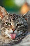 Image result for Funny Cat Camera