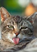 Image result for Funny Distorted Cat