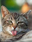 Image result for The Face You Make Cat Meme