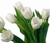Image result for Flowers Spring Tulips White