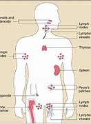 Image result for Pics of Lymph Nodes