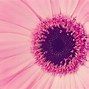 Image result for Free Pink Flowers