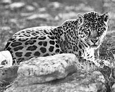 Image result for Black and White Leopard Animal