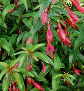 Image result for Fuchsia regia var. regia