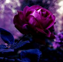 Image result for Picture of a Rose for a PFP