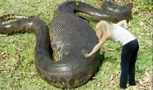 Image result for The Biggest Anaconda Found