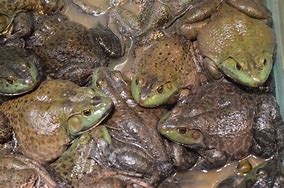 Image result for National Geographic Kids Frogs