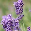 Image result for What Is the Ariganle Wallpaper of an iPhone Lavender