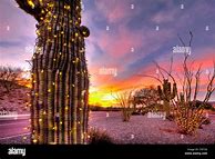 Image result for Arizona Cactus Christmas Tree