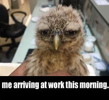 Image result for Me Arriving at Work Meme