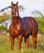Image result for Muscluclar Horse