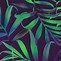 Image result for Tropical iPhone 8 Plus Wallpapers