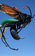 Image result for The Biggest Bug Who Flies