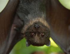 Image result for Scary Black Bat