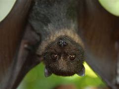 Image result for Bat and Bat