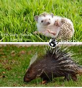 Image result for What Is the Difference Between Hedgehog and Porcupine