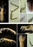 Image result for Exotic Isopod