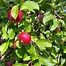 Image result for Cortland Apple Tree