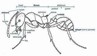 Image result for Ant Skeleton