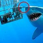 Image result for Biggest Shark in the World Real