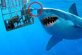 Image result for Biggest Shark in the World Real