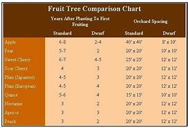 Image result for Apple Fruit Size Chart