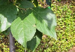 Image result for Prunus domestica Hauszwetsche