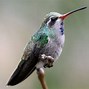 Image result for colibr�