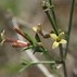 Asperula aristata subsp. scabra ପାଇଁ ପ୍ରତିଛବି ଫଳାଫଳ