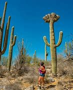 Image result for Cactus Forest Mona Island